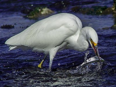 Snowy Egret catching Smelt
