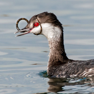 Eared Grebe struggling with Pipefish