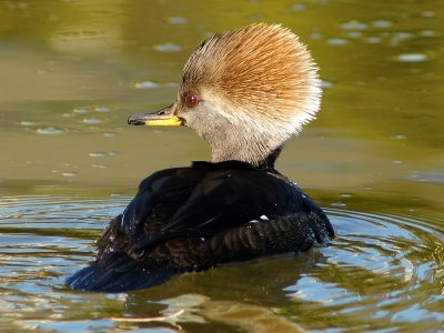 Common Merganser