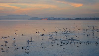 Waterbirds on San Francisco Bay