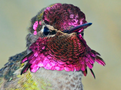 Gorget- Anna's Hummingbird
