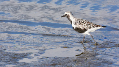 Black-bellied Plover