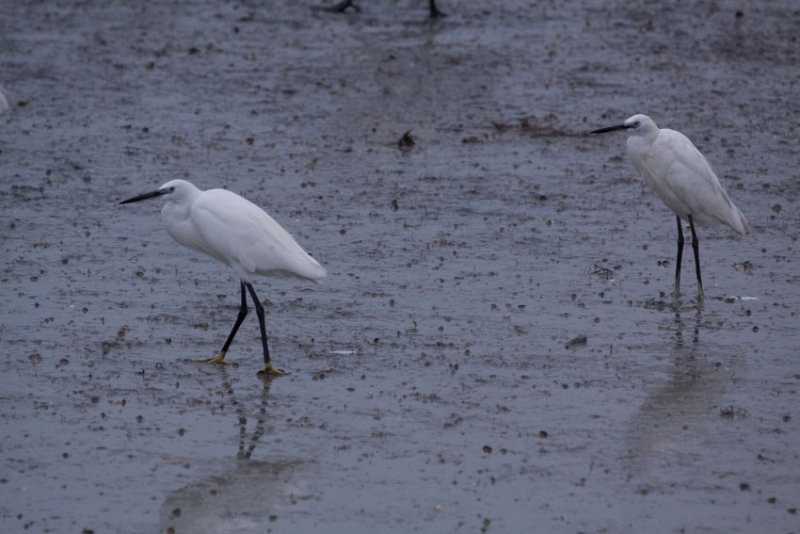 Aigrette Garzette