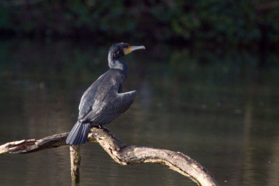 Cormoran