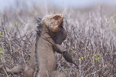 Iguane