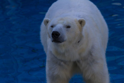 zoo La Palmyre