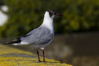 royan 