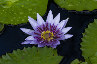 fleur-martinique