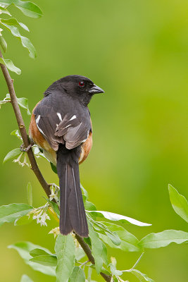 Eastern-Towhee_MG_5974.jpg