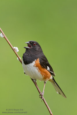 Eastern-Towhee_MG_5862.jpg