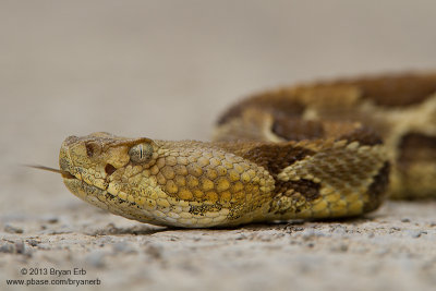 Timber-Rattle-Snake_MG_6364.jpg
