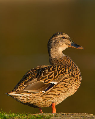 Mallard_MG_9170.jpg