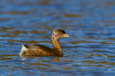 Pied-Billed-Grebe_MG_9466.jpg