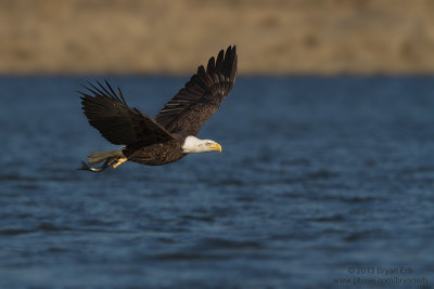 Eagle-with-fish_MG_9988.jpg