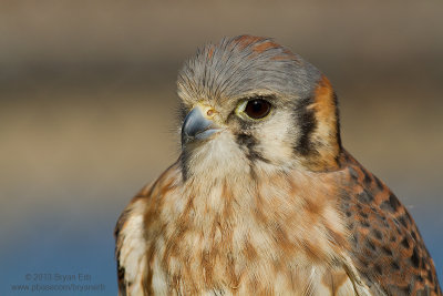 American-Kestrel_MG_9851.jpg