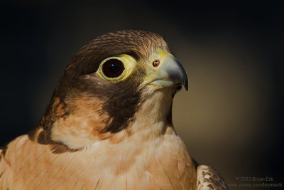 aplomado-falcon_MG_9826.jpg