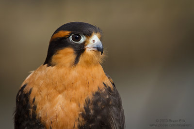 aplomado-falcon_MG_9649.jpg