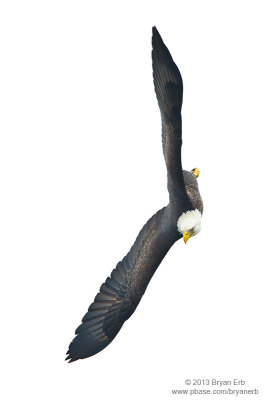 Bald-Eagle_MG_0242.jpg