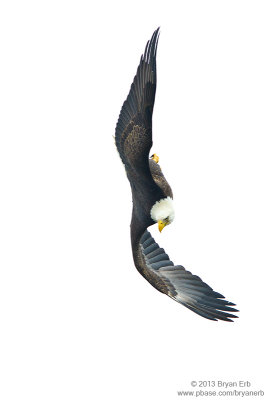 Bald-Eagle_MG_0241.jpg
