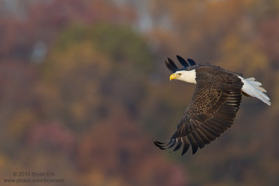 Bald-Eagle_MG_0122.jpg