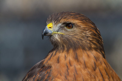 Red-Shouldered-Hawk_MG_9734.jpg
