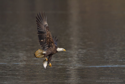 Bald-Eagle-with-Fish_MG_0417.jpg