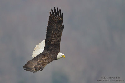 Bald-Eagle_MG_1163.jpg