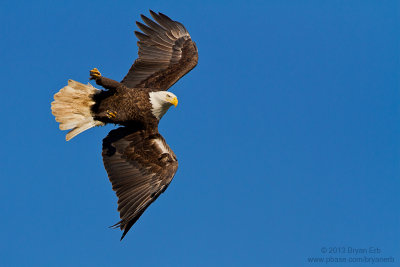 Bald-Eagle_MG_0969.jpg