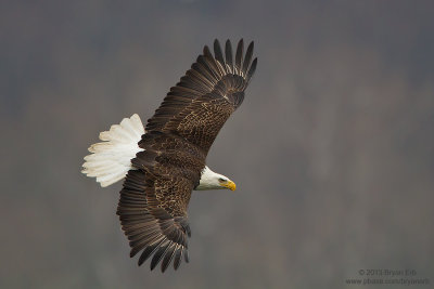 Bald-Eagle_MG_1555.jpg
