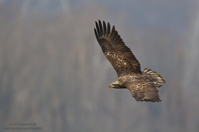 Immature-Bald-Eagle_MG_1313.jpg
