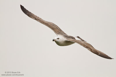 Gull_MG_1294.jpg