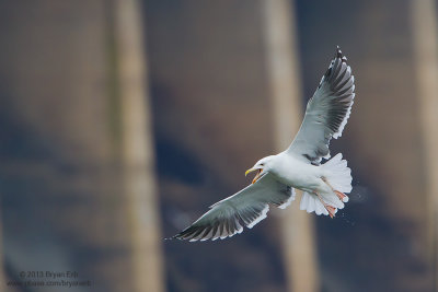 Gull_MG_1053.jpg