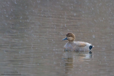 Gadwall-in-the-snow_MG_1776.jpg