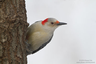 Red-Bellied-Woodpecker_MG_2177.jpg