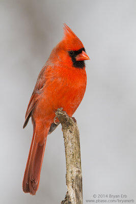 Northern-Cardinal_MG_2735.jpg
