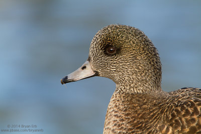 American-Wigeon_MG_2870.jpg