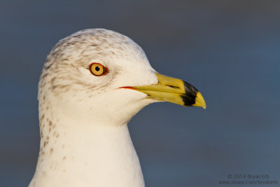 Ring-Billed-Gull_MG_3030.jpg