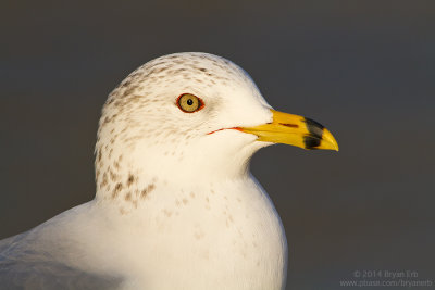 Ring-Billed-Gull_MG_3039.jpg