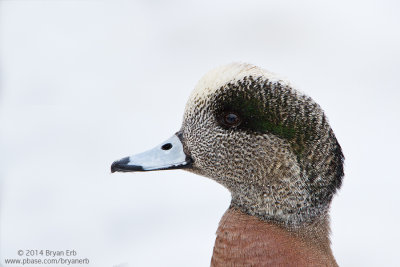 High-Key-American-Wigeon_MG_3237.jpg