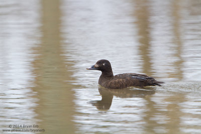 White-Winged-Scoter_MG_3212.jpg