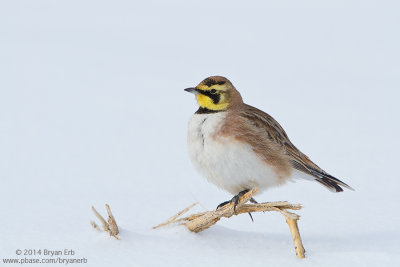 Horned-Lark_MG_3662.jpg