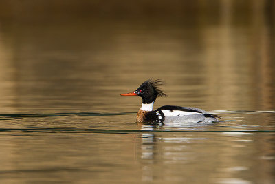 Red-Breasted-Merganser_MG_3740.jpg