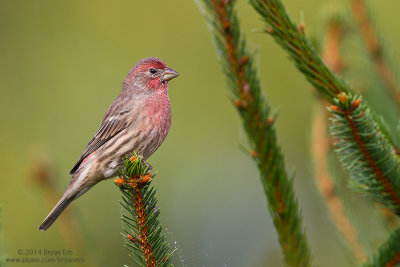 House-Finch_MG_6475.jpg