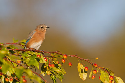 Eastern-Blue-Bird_MG_6518.jpg