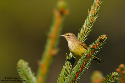 Palm-Warbler_MG_6553.jpg