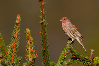 House-Finch_MG_6544.jpg