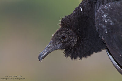 Black-Vulture_MG_6635.jpg