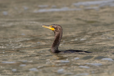 Cormorant_MG_6754.jpg