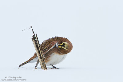 Horned-Lark_MG_3596.jpg