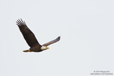 Bald-Eagle_MG_7275.jpg